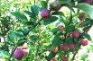 Malus purpurea Neville Copeman Malus purpurea Neville Copeman
