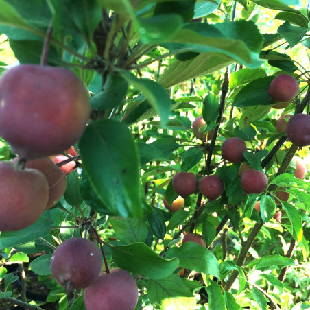 Malus purpurea Neville Copeman