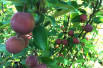 Malus purpurea Neville Copeman Malus purpurea Neville Copeman
