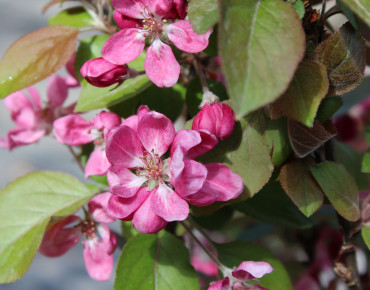 Malus purpurea Neville Copeman