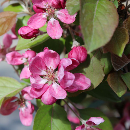 Malus purpurea Neville Copeman