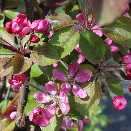 Malus purpurea Neville Copeman