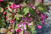 Malus purpurea Neville Copeman Malus purpurea Neville Copeman