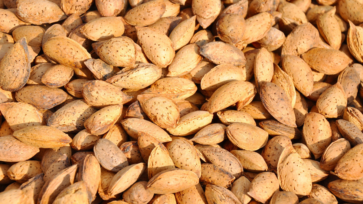 Almond tree Robijn