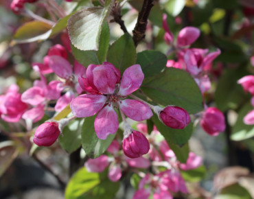 Malus purpurea Neville Copeman - Jardins du Monde.be