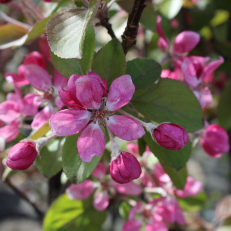 Malus purpurea Neville Copeman - Jardins du Monde.be