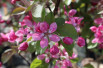Malus purpurea Neville Copeman - Jardins du Monde.be