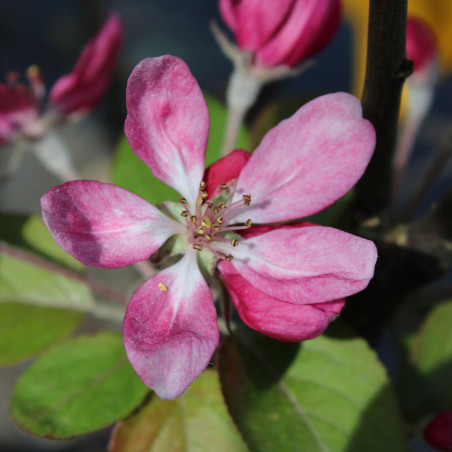 Malus purpurea Neville Copeman - Jardins du Monde.be