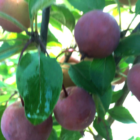 Malus purpurea Neville Copeman - Jardins du Monde.be