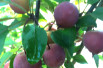Malus purpurea Neville Copeman - Jardins du Monde.be Malus purpurea Neville Copeman - Jardins du Monde.be