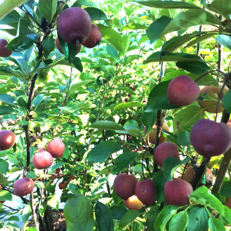 Malus purpurea Neville Copeman - Jardins du Monde.be