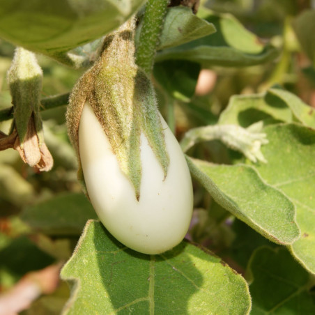 samen Eierfrucht White Egg - Gemüsesamen