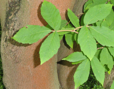 Acer maximowiczianum - Nikko-Ahorn