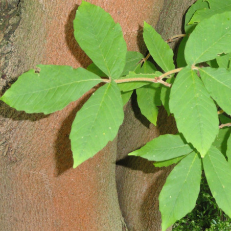 Acer maximowiczianum - Érable de Nikko