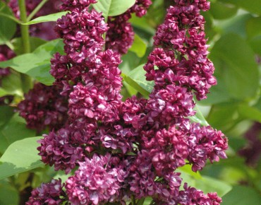 Charles Joly lilac
