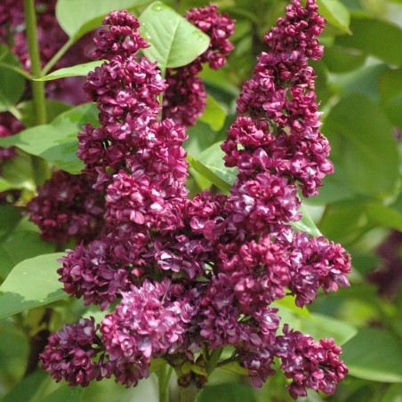 Lilas Charles Joly - Syringa vulgaris Charles Joly