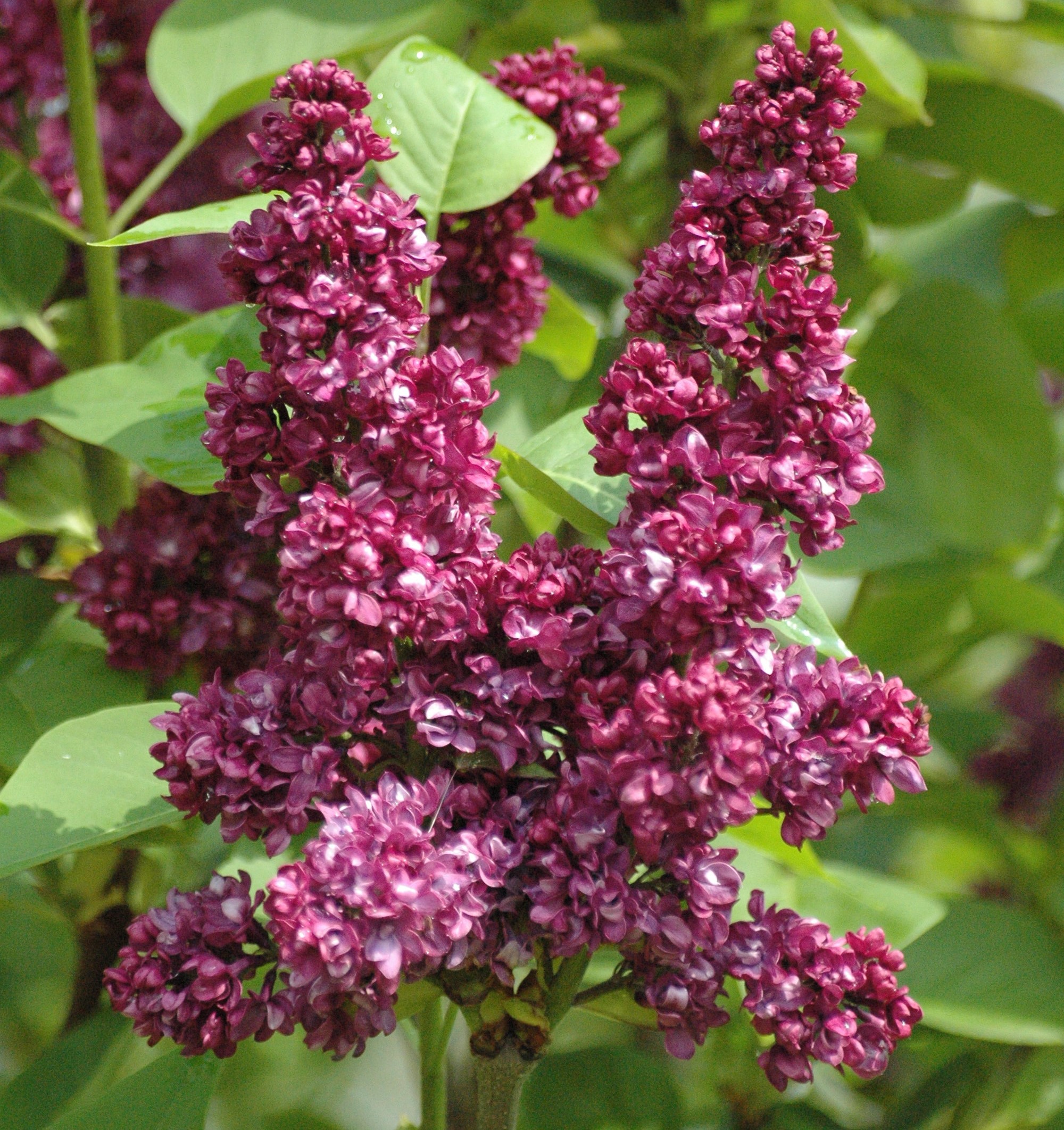Charles Joly lilac