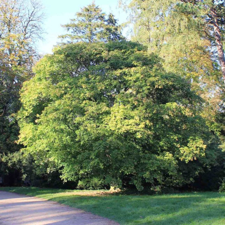 Acer Maximowiczianum, Westonbirt Arboretum by David P Howard, CC BY-SA 2.0, via Wikimedia Commons