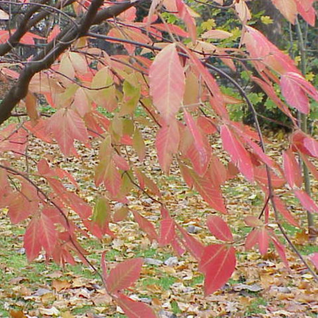 Acer maximowiczianum Kurt Stüber [1], CC BY-SA 3.0, via Wikimedia Commons