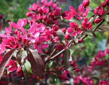 Malus Profusion - Jardins du Monde.be