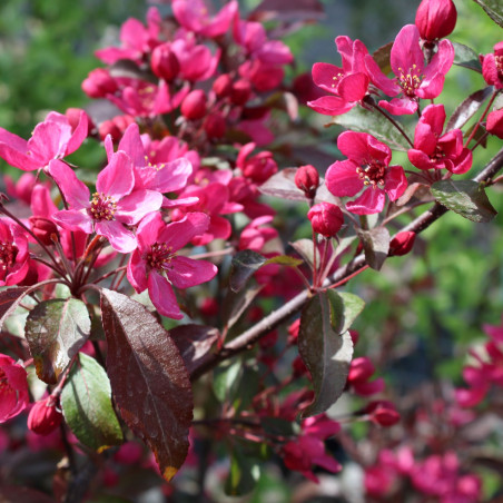 Malus Profusion - Jardins du Monde.be