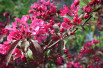 Malus Profusion - Jardins du Monde.be Malus Profusion - Jardins du Monde.be
