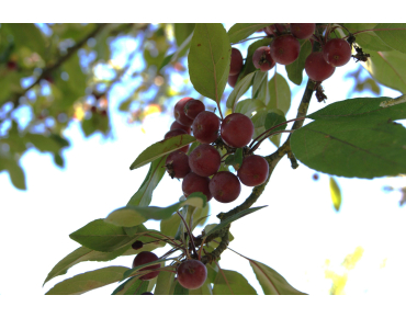 Malus Profusion - Jardins du Monde.be