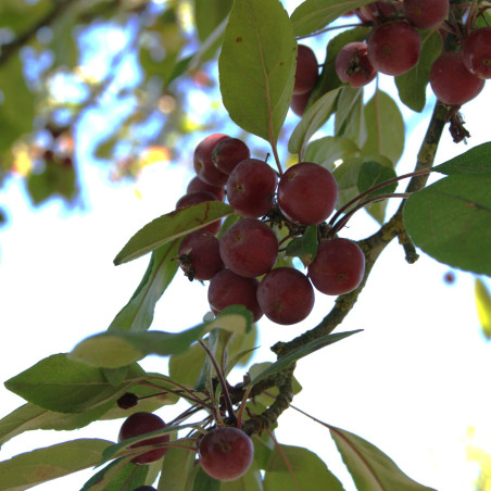 Malus Profusion - Jardins du Monde.be