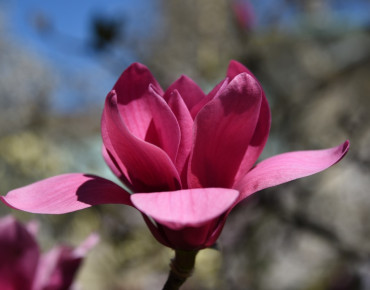 Magnolia soulangeana liliflora Genie