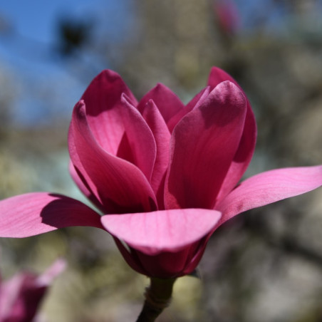 Magnolia soulangeana liliflora Genie