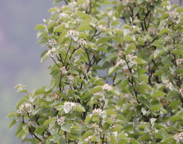 Malus Tschonoskii - Alpsdake, CC BY-SA 4.0, via Wikimedia Commons