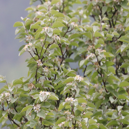 Malus Tschonoskii - Alpsdake, CC BY-SA 4.0, via Wikimedia Commons