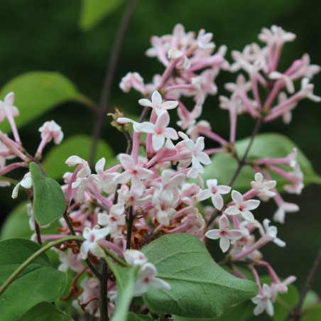 Kleinblättriger Herbstflieder - Syringa Microphylla Superba