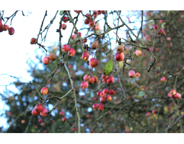 Malus Tschonoskii - Jardins-du-monde.be