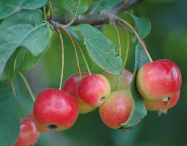 Malus Van Eseltine - Jardins du Monde.be