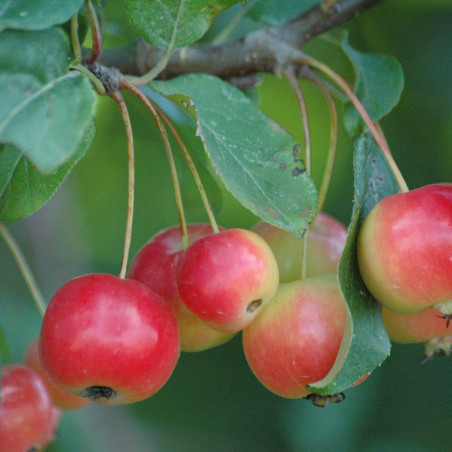 Malus Van Eseltine - fruits - Jardins du Monde.be