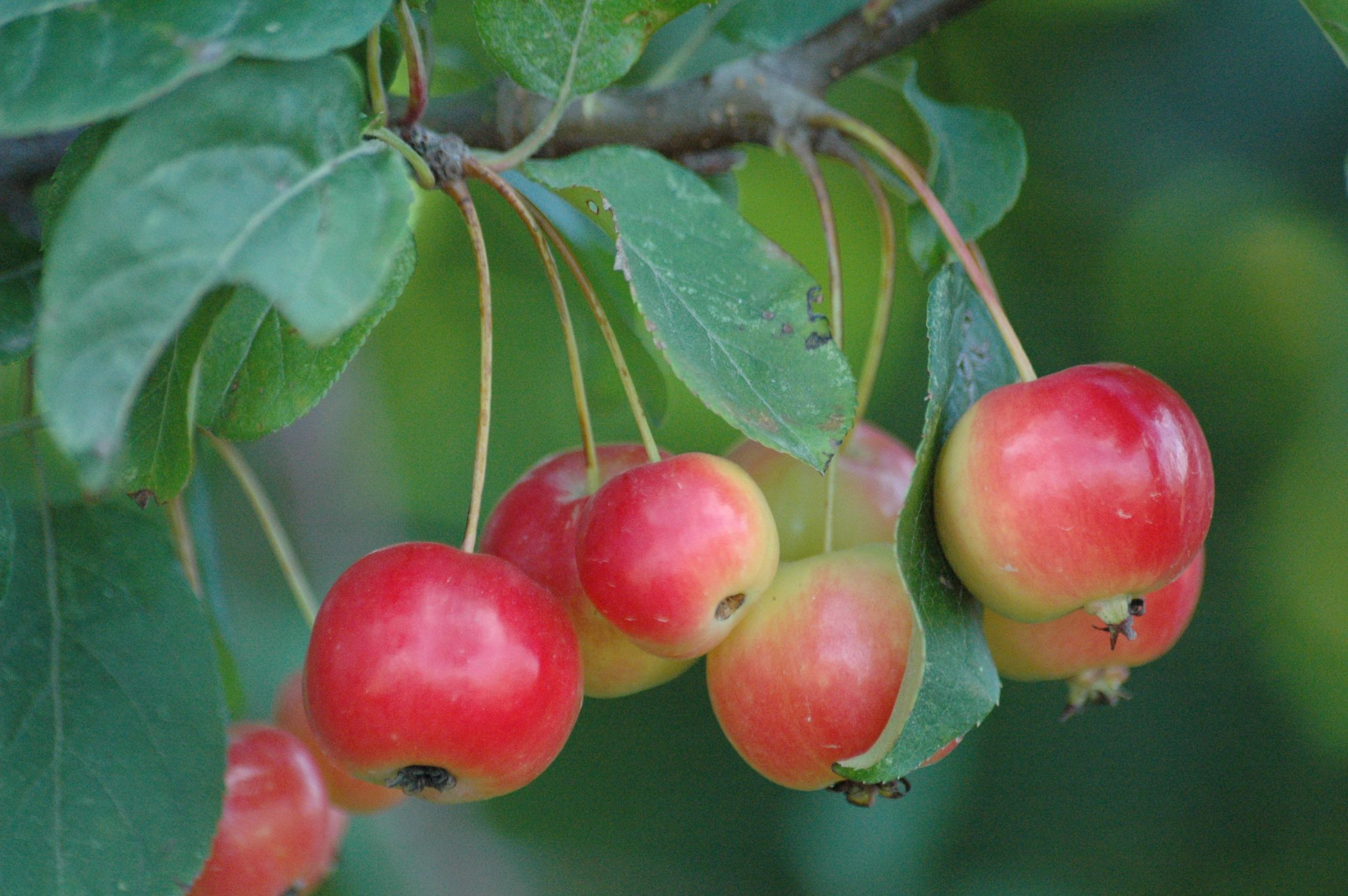 Crab Apple Van Eseltine