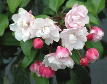 Malus Van Eseltine - Jardins du Monde.be