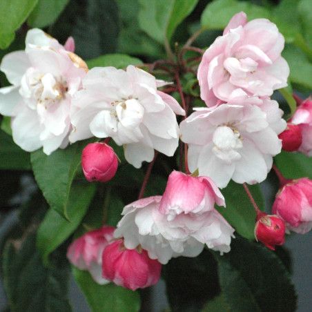 Malus Van Eseltine - floraison - Jardins du Monde.be
