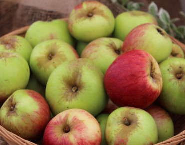 Malus domestica Belle Fleur Simple - Belle fleur de Brabant - Jardins du Monde.be