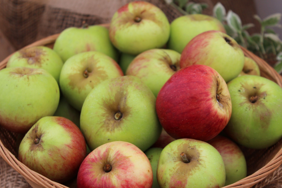 Malus domestica Belle Fleur Simple - Belle fleur de Brabant - Jardins du Monde.be Malus domestica Belle Fleur Simple - Belle fleur de Brabant - Jardins du Monde.be