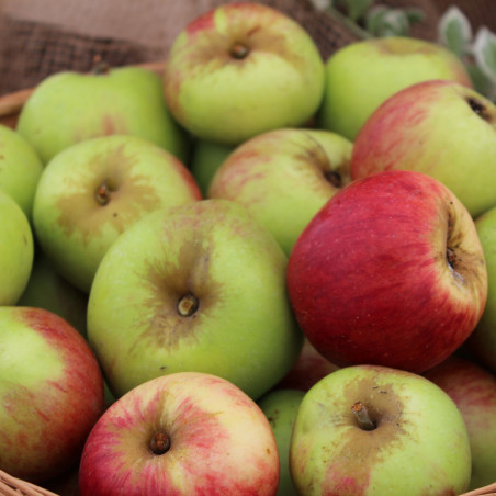Malus domestica Belle Fleur Simple - Belle fleur de Brabant - Jardins du Monde.be