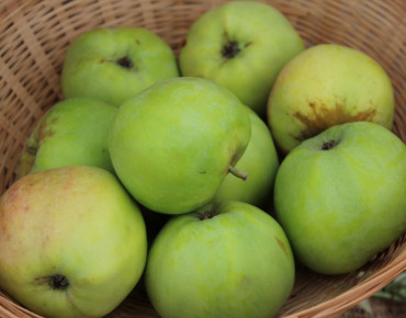 Malus domestica Cwastresse Simple - Jardins du Monde.be