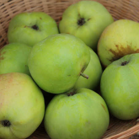 Malus domestica Cwastresse Simple - Jardins du Monde.be