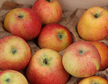 Malus domestica Alkmene - Jardins du Monde.be