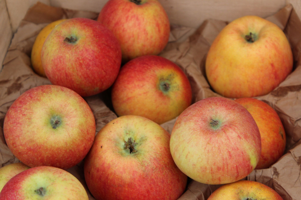 Malus domestica Alkmene - Jardins du Monde.be Malus domestica Alkmene - Jardins du Monde.be