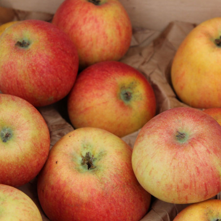 Malus domestica Alkmene - Jardins du Monde.be