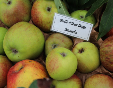 Malus domestica Belle Fleur Large mouche - Jardins du Monde.be