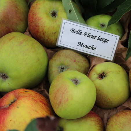 Malus domestica Belle Fleur Large mouche - Jardins du Monde.be