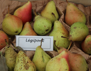Pyrus communis Légipont - Jardins du Monde.be